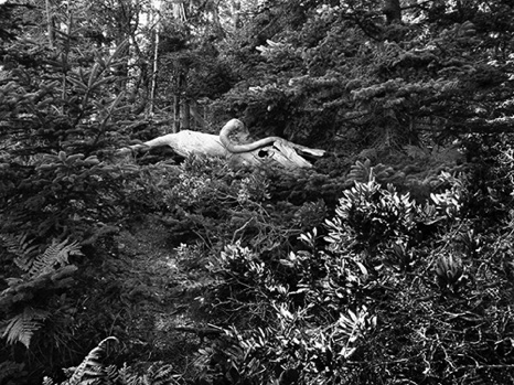 Bull In the Woods - NHP09 BW Bull In the Woods - NHP09 BW